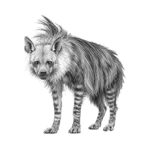 Brown Hyena