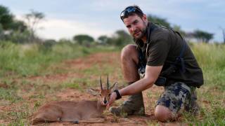 Steenbok
