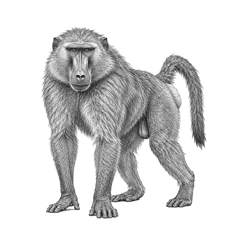 Baboon