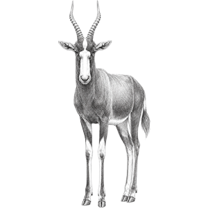Blesbok