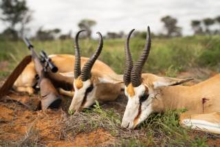 Springbuck
