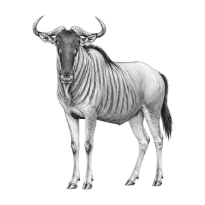 Blue Wildebeest