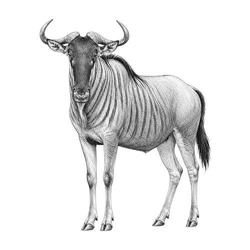 Blue Wildebeest