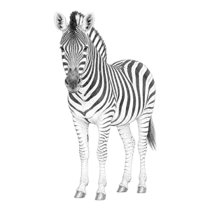 Burchell's Zebra