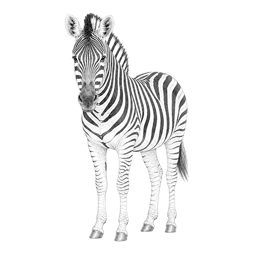 Burchell's Zebra