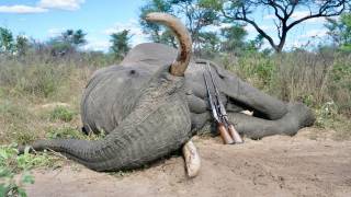 African Elephant