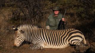 Hartmann's Mountain Zebra
