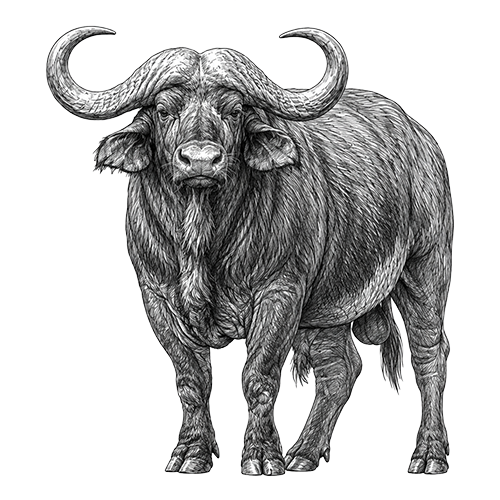 Cape Buffalo