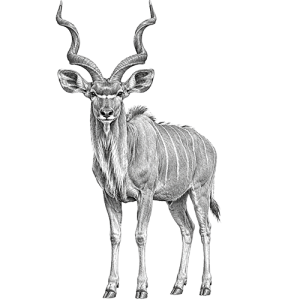 Kudu