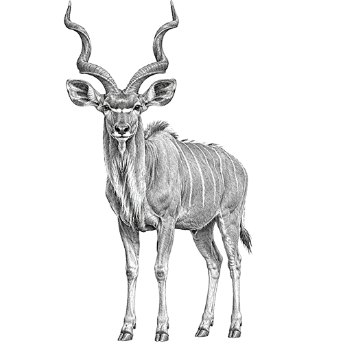 Kudu