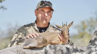 Damara Dik-Dik