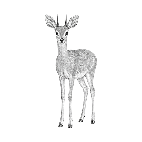 Steenbok
