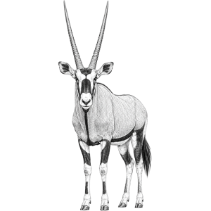 Gemsbok