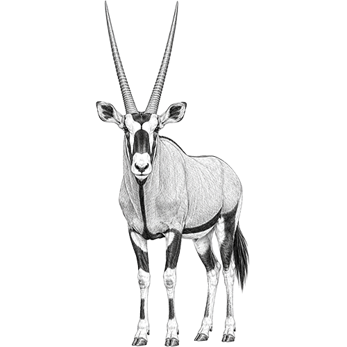 Gemsbok
