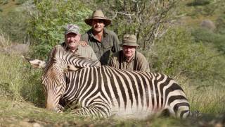 Hartmann's Mountain Zebra